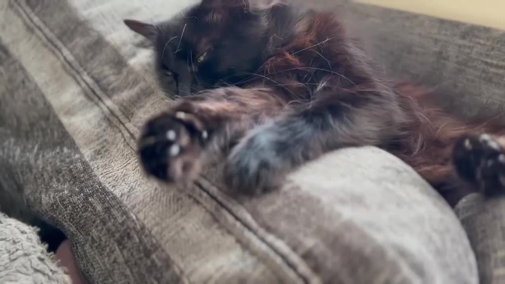 Mixed Breed cats for sale: Stunning Black Cat – Iris (7 Years Old) - Video 1