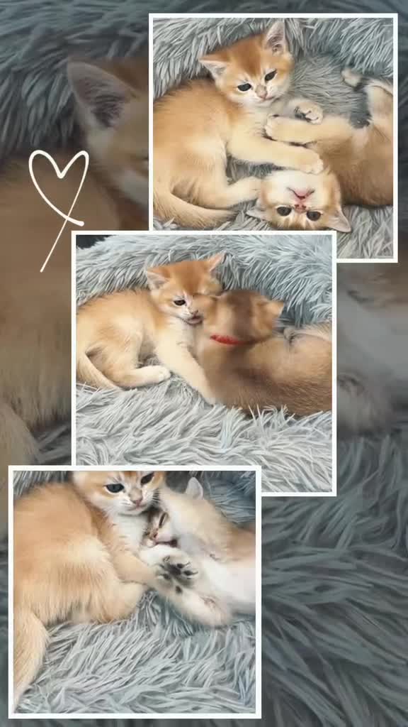 British Shorthair cats for sale:  Beautiful BSH Pedigree Kittens • Ready July 7th - Video 1