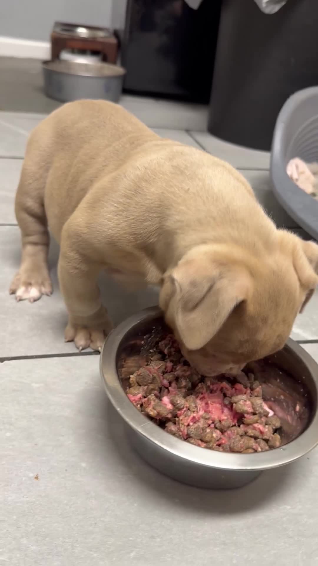 American Bully dogs for sale: American pocket bully 11weeks old  - Video 1