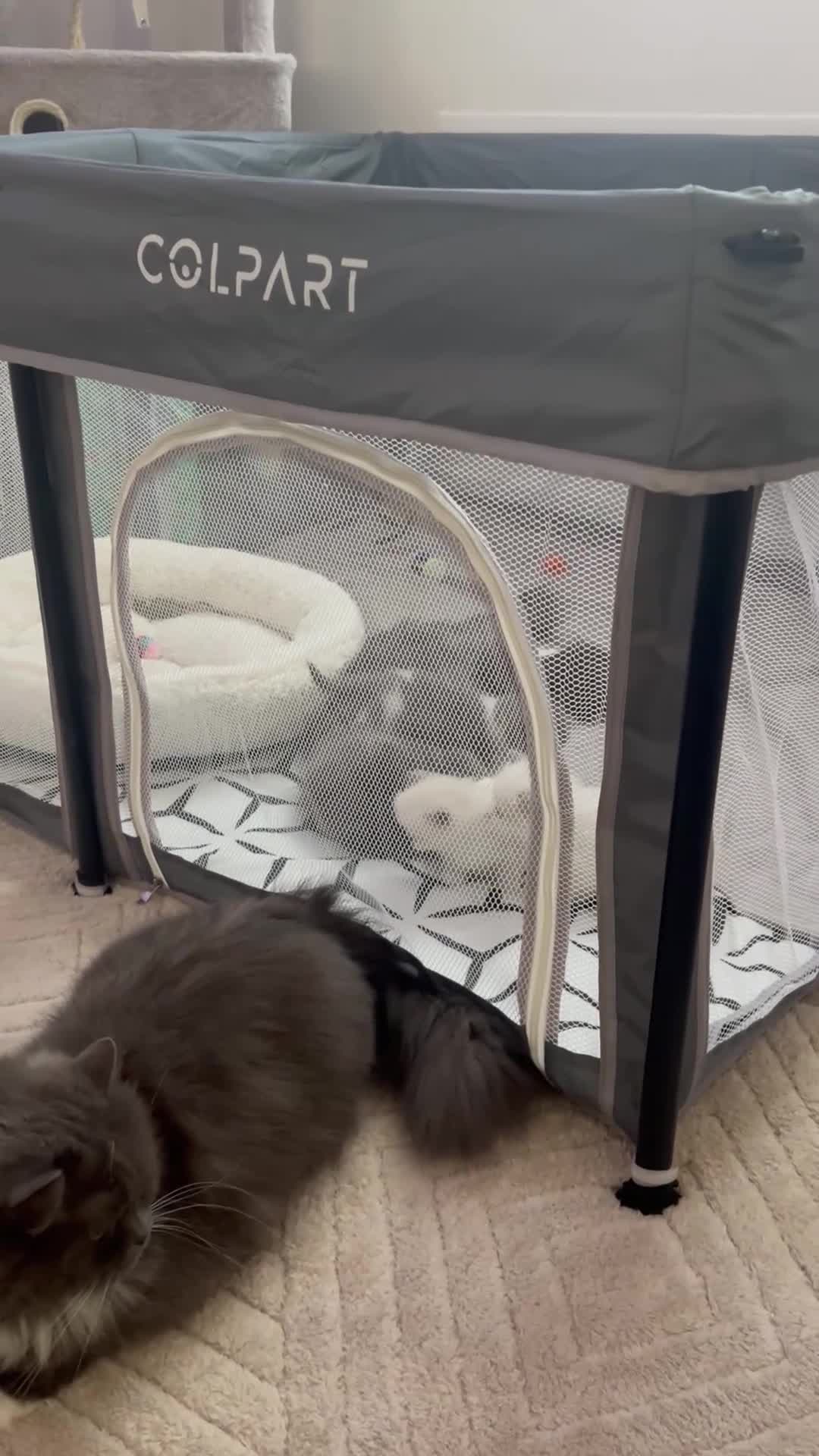 Ragdoll cats for sale: Ragdoll kittens  - Video 3