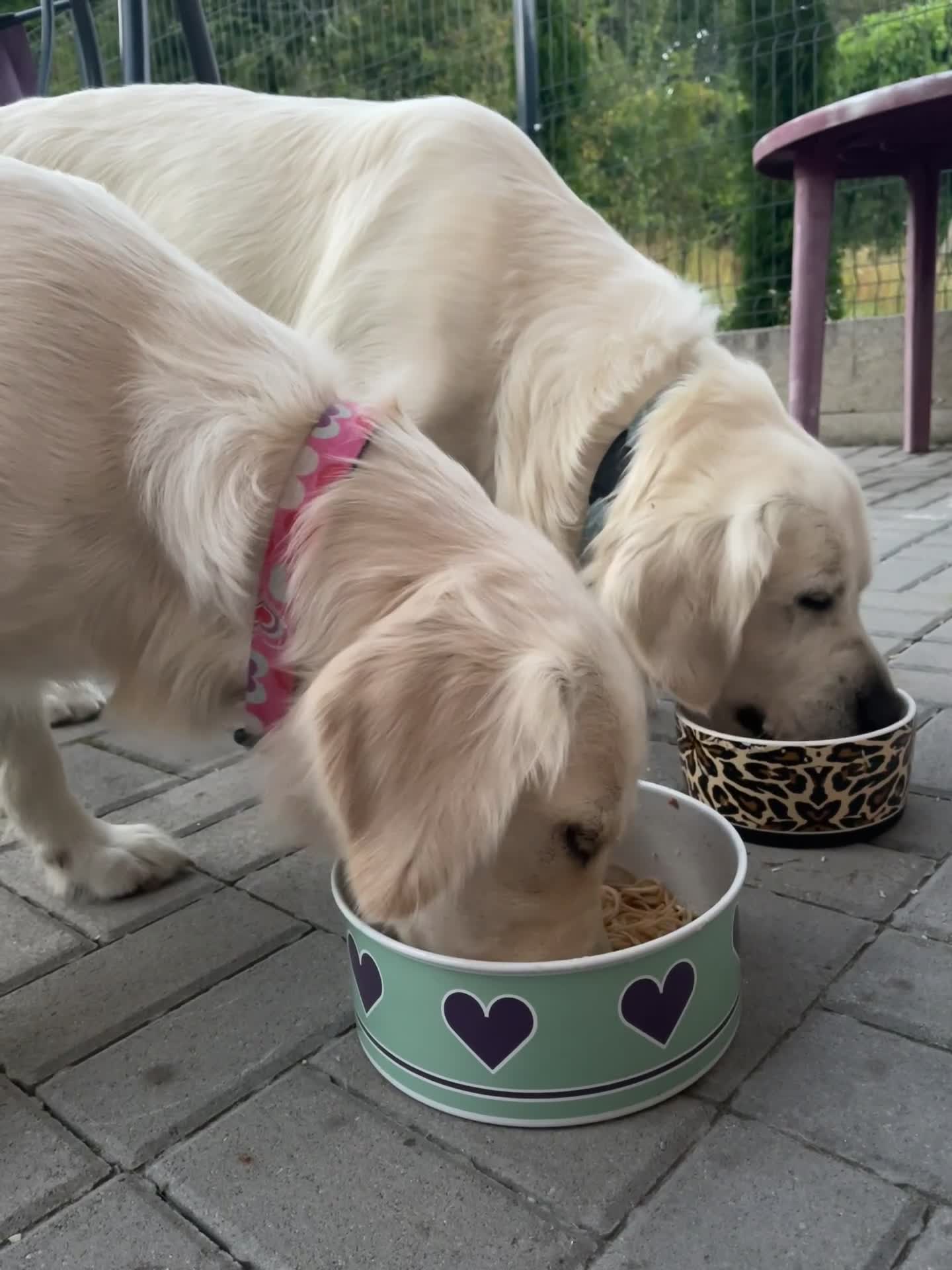 Golden Retriever dogs for sale: KC Registered golden retriever girl - Video 2