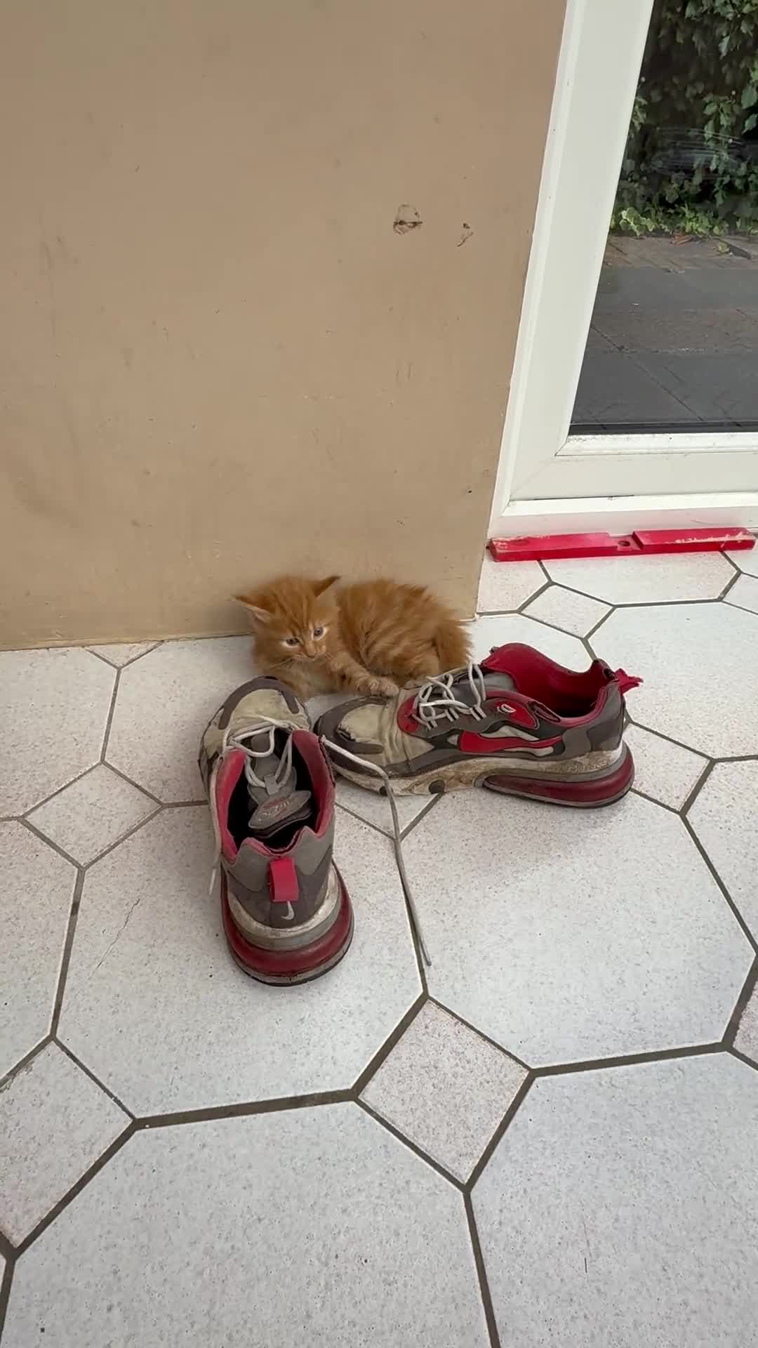 Mixed Breed cats for sale: God loves number three. 🥰🙏 - Video 1