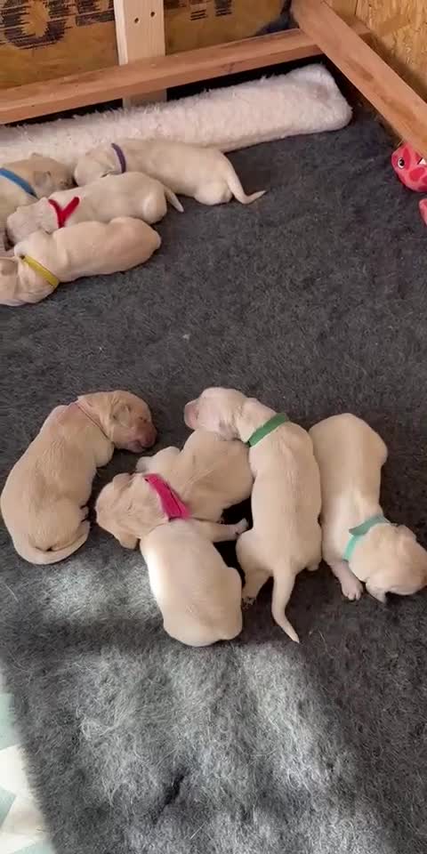 Golden Retriever dogs for sale: Golden Retriever Puppies For Sale - Video 2