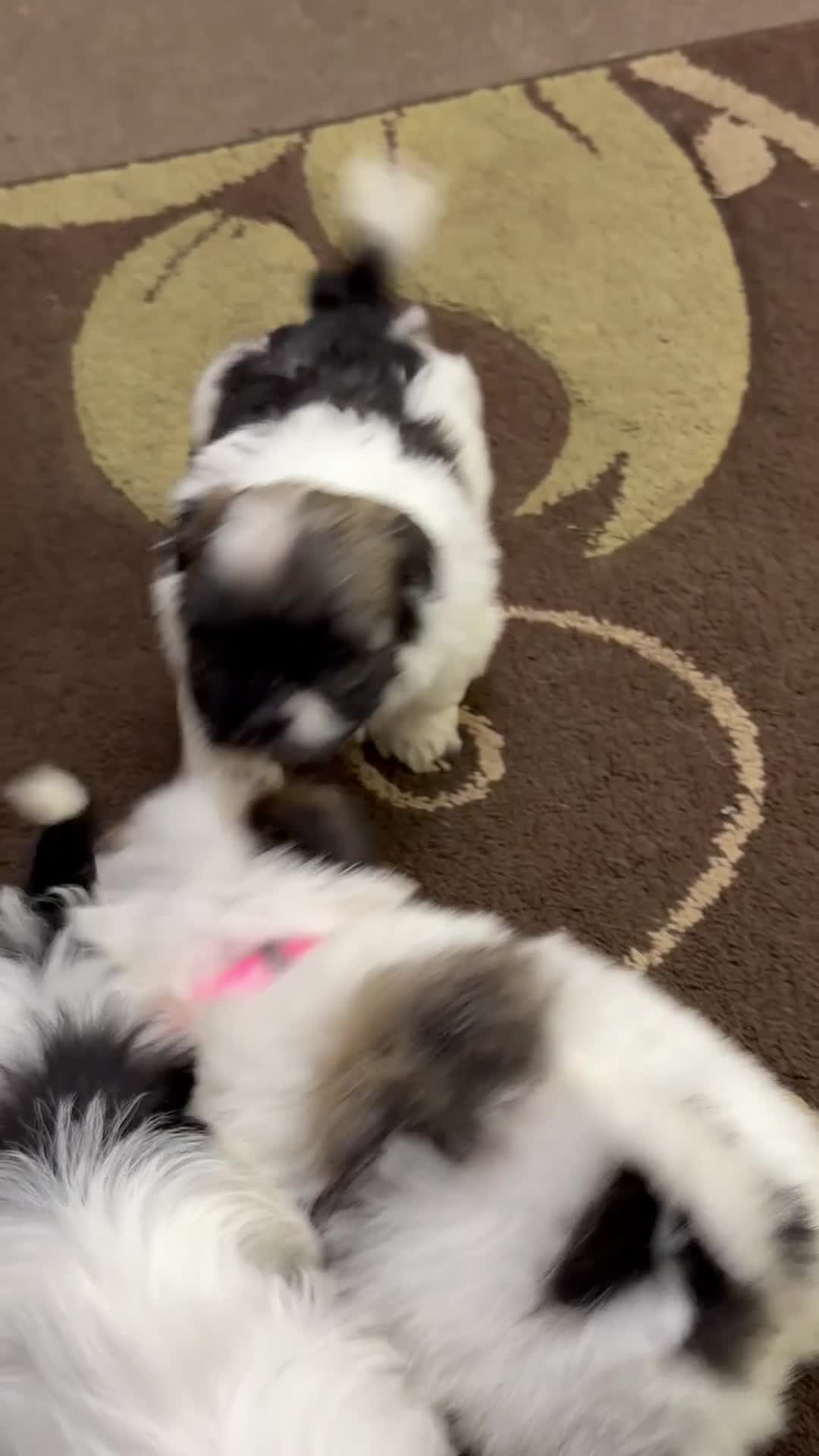 Havanese dogs for sale: Beautiful Havanese Kc Reg’d Puppies - Video 1