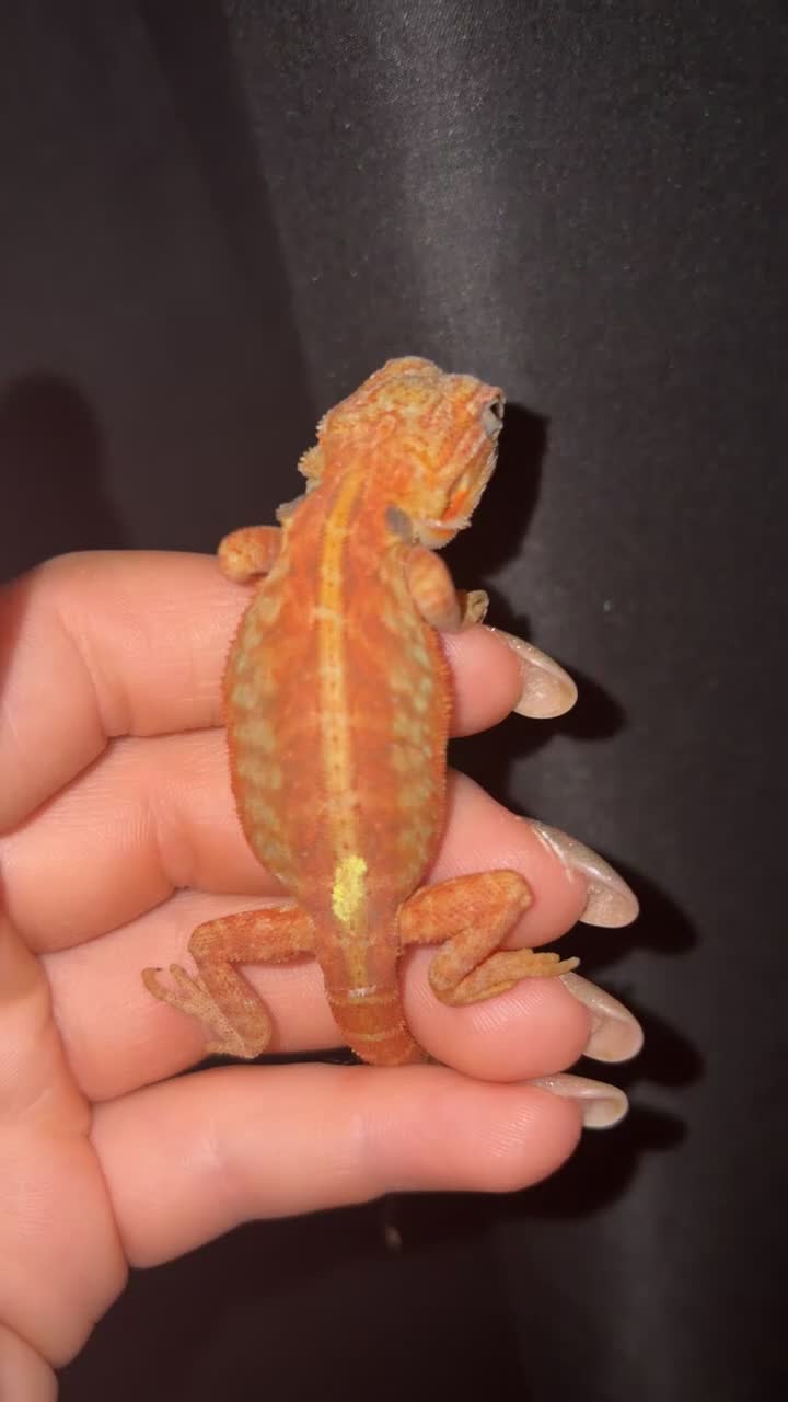 Bearded Dragon reptiles for sale: *Ready to go* Red + Orange Hypo Translucent - Video 2