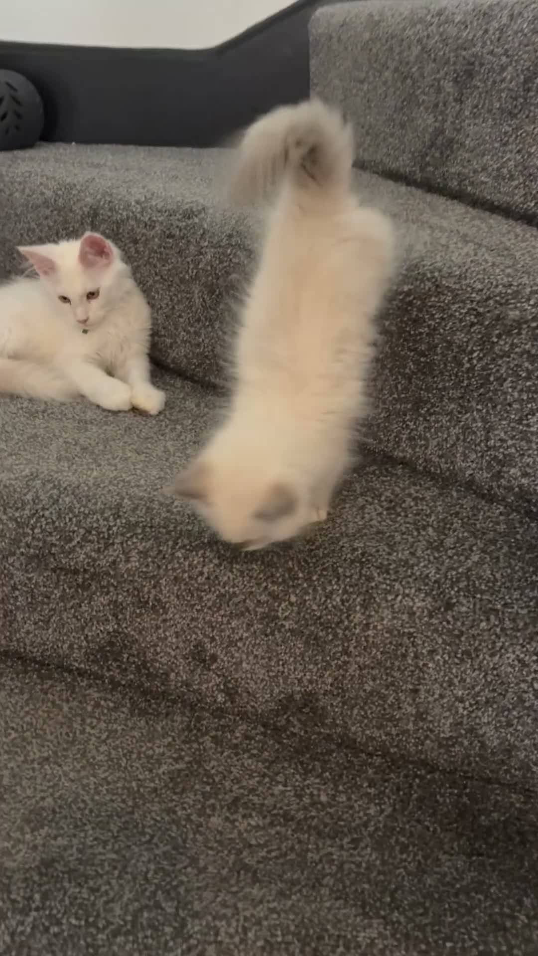 Ragdoll cats for sale: 🐾💙 GORGEOUS RAGDOLL KITTENS  - Video 1