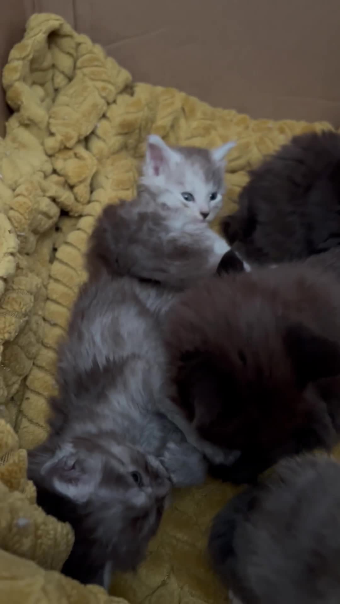 Maine Coon cats for sale: Beautiful mainecoon kits  - Video 1