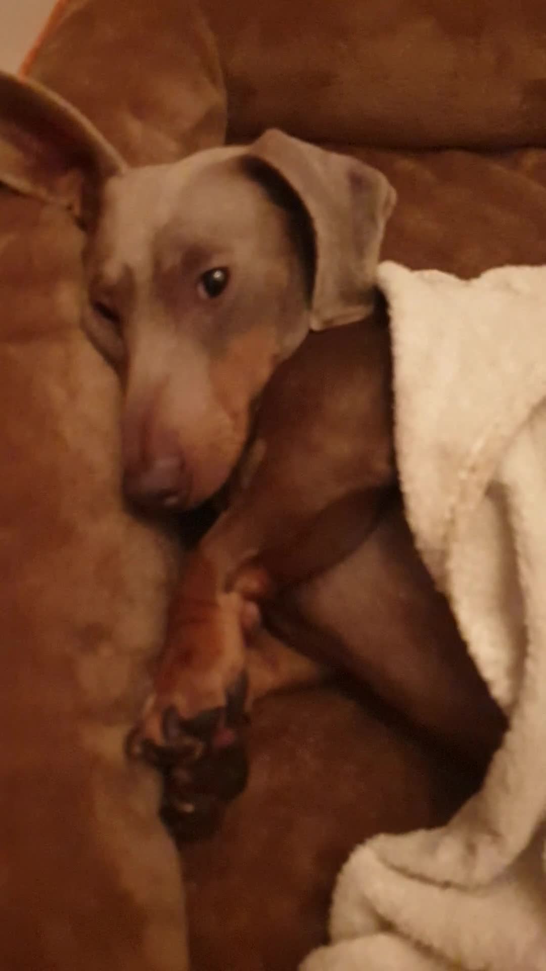 Dachshund dogs for sale: Beautiful Dachshund Looking for a Loving Home - Video 2