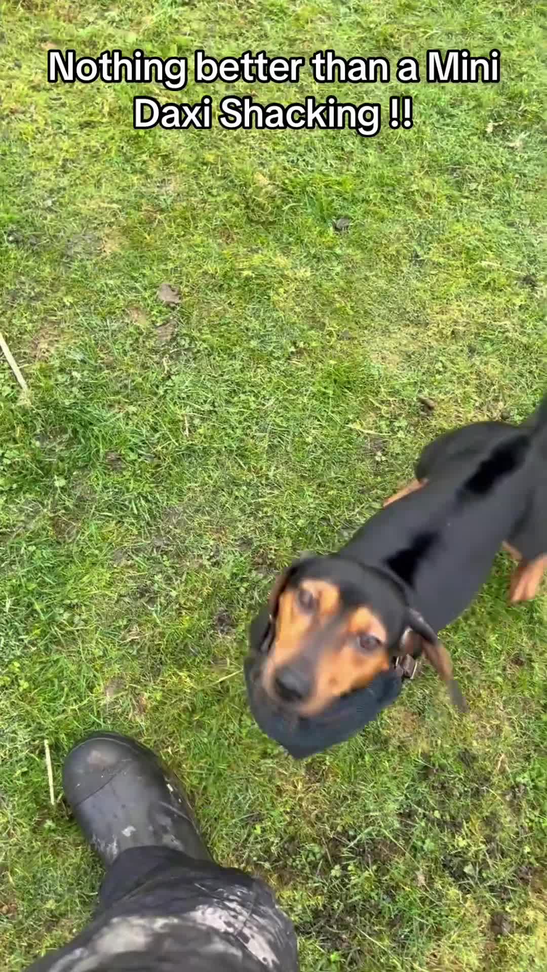 Miniature Dachshund dogs for stud: Biscuit ready for stud  - Video 1