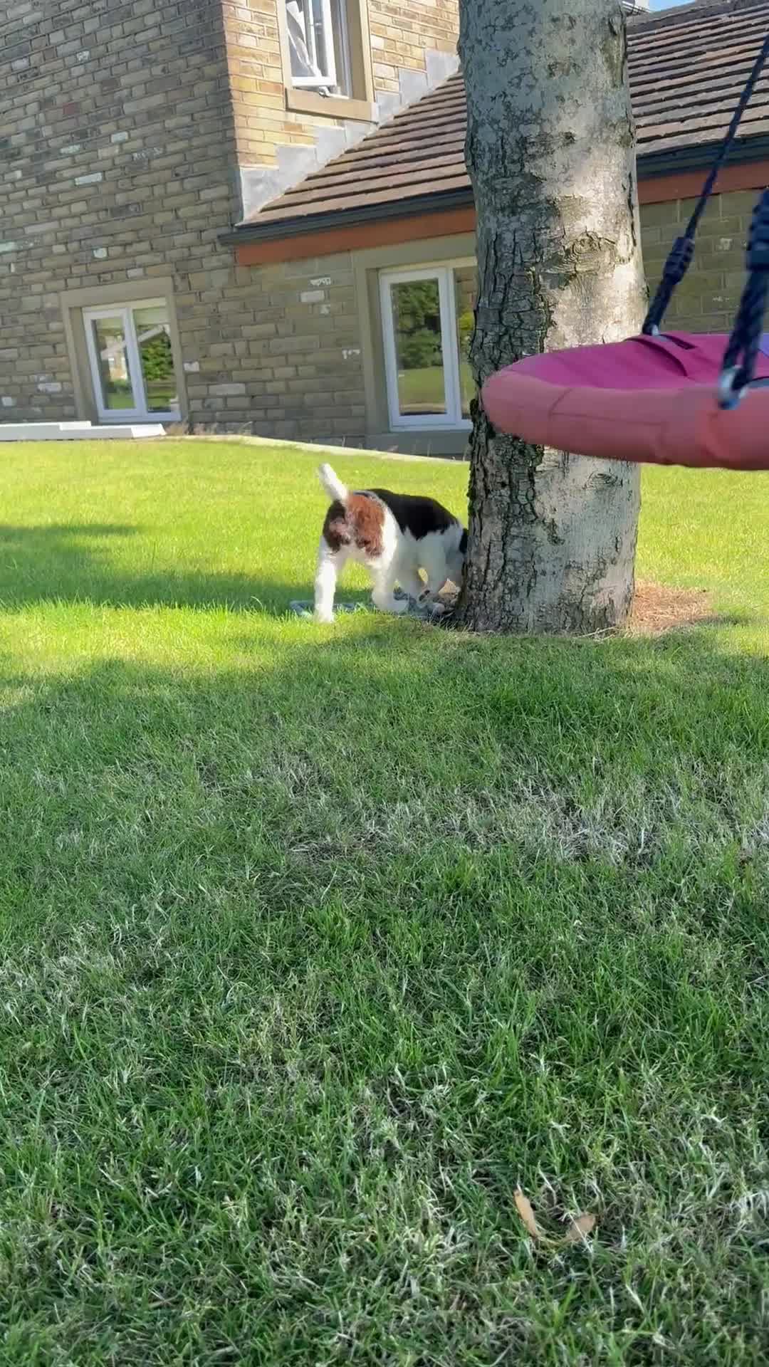 Border Collie dogs for sale: ISDS DNA Border Collie pups  - Video 1