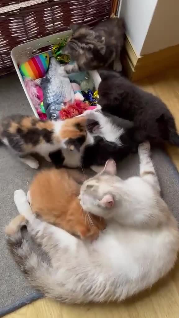 Mixed Breed cats for sale: Male and female kitten - Video 1