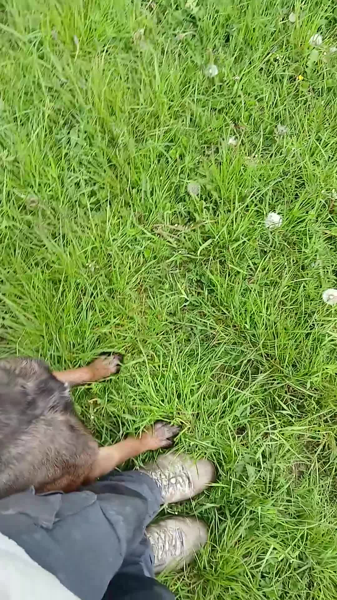 Belgian Shepherd Dog dogs for sale: Belgian Malinois knpv x ring sport fci ikc reg in Omagh - Video 4