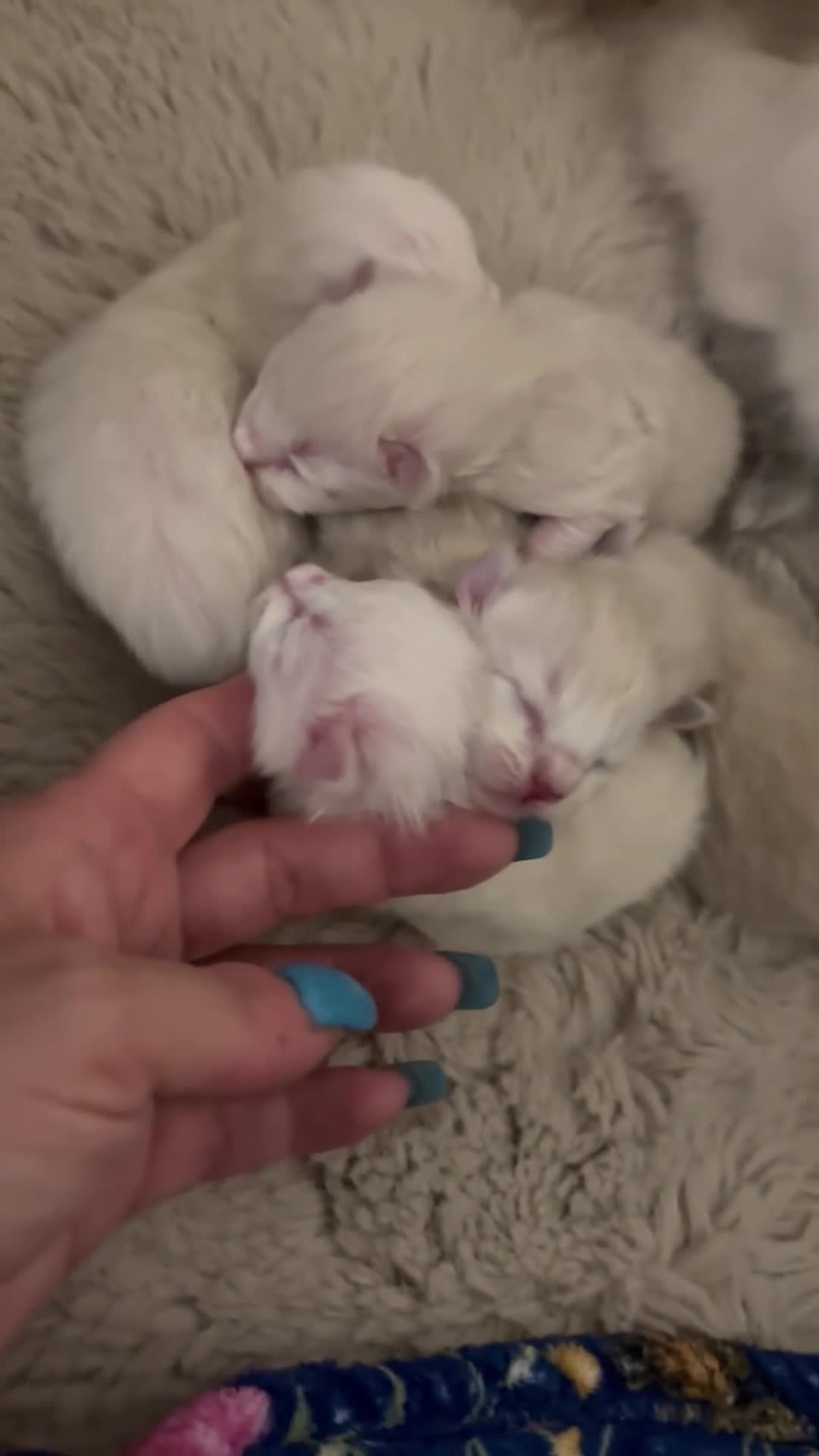 Ragdoll cats for sale: Ragdoll - Video 1