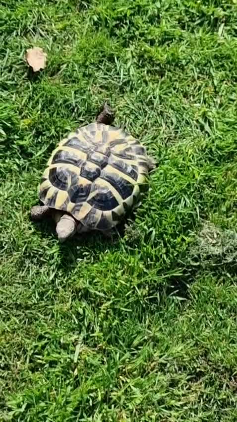 Hermann Tortoise reptiles for sale: Hermanns tortoise  - Video 1