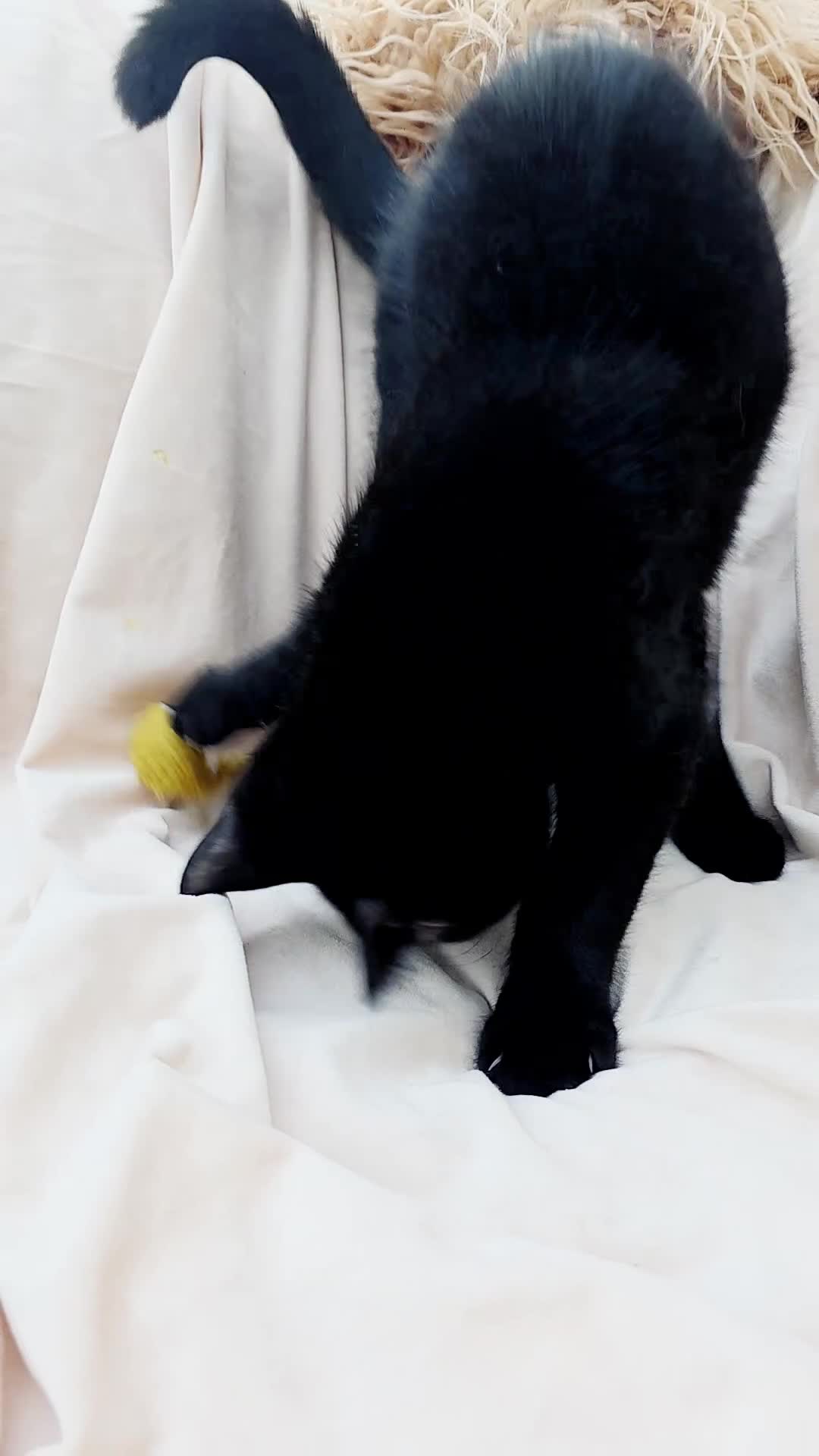 Mixed Breed cats for sale: 4 Maine Coon X Kittens Ready To Leave!!! - Video 1