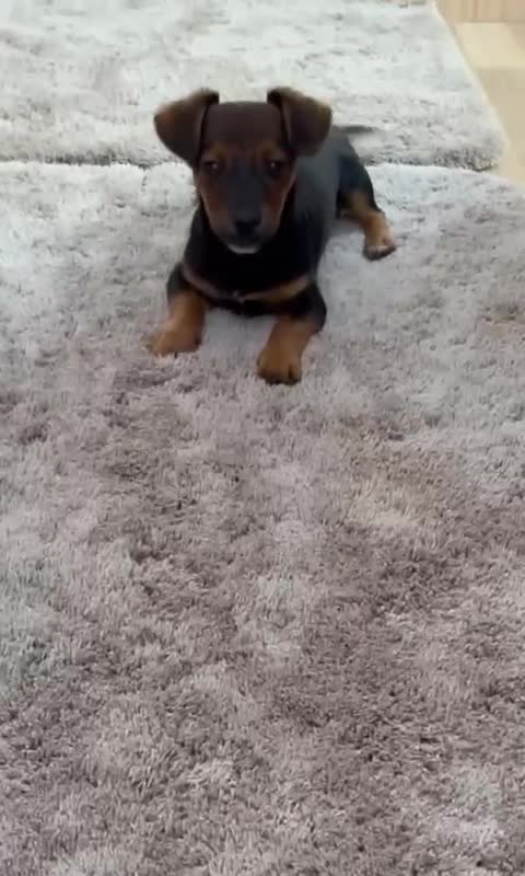 Jack Russell dogs for sale: Traditional Short-legged Jack Russell Boy. - Video 1