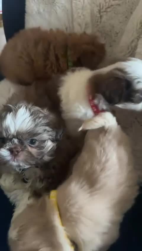 Shih Tzu dogs for sale: IMRERIAL SHIHTZU PUPPIES - Video 1