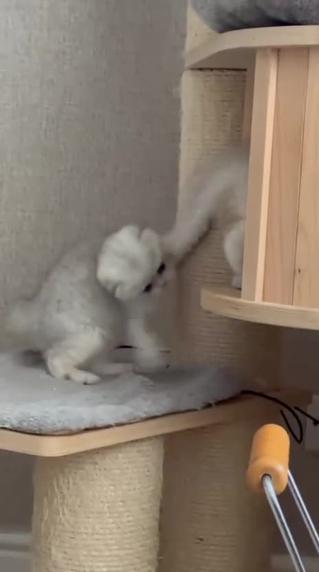 Scottish Fold cats for sale: Beautiful TICA-Registered Scottish Fold Kittens - Video 1