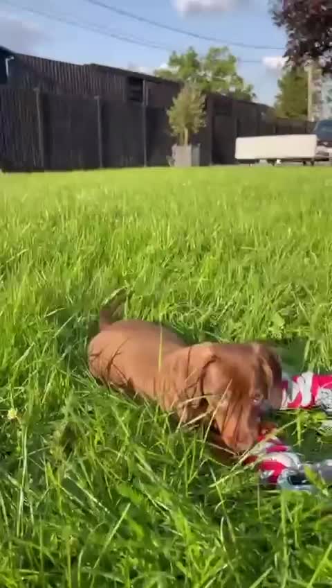 Miniature Dachshund dogs for sale: Ethically Bred Superior Health Tested Miniatures - Video 3