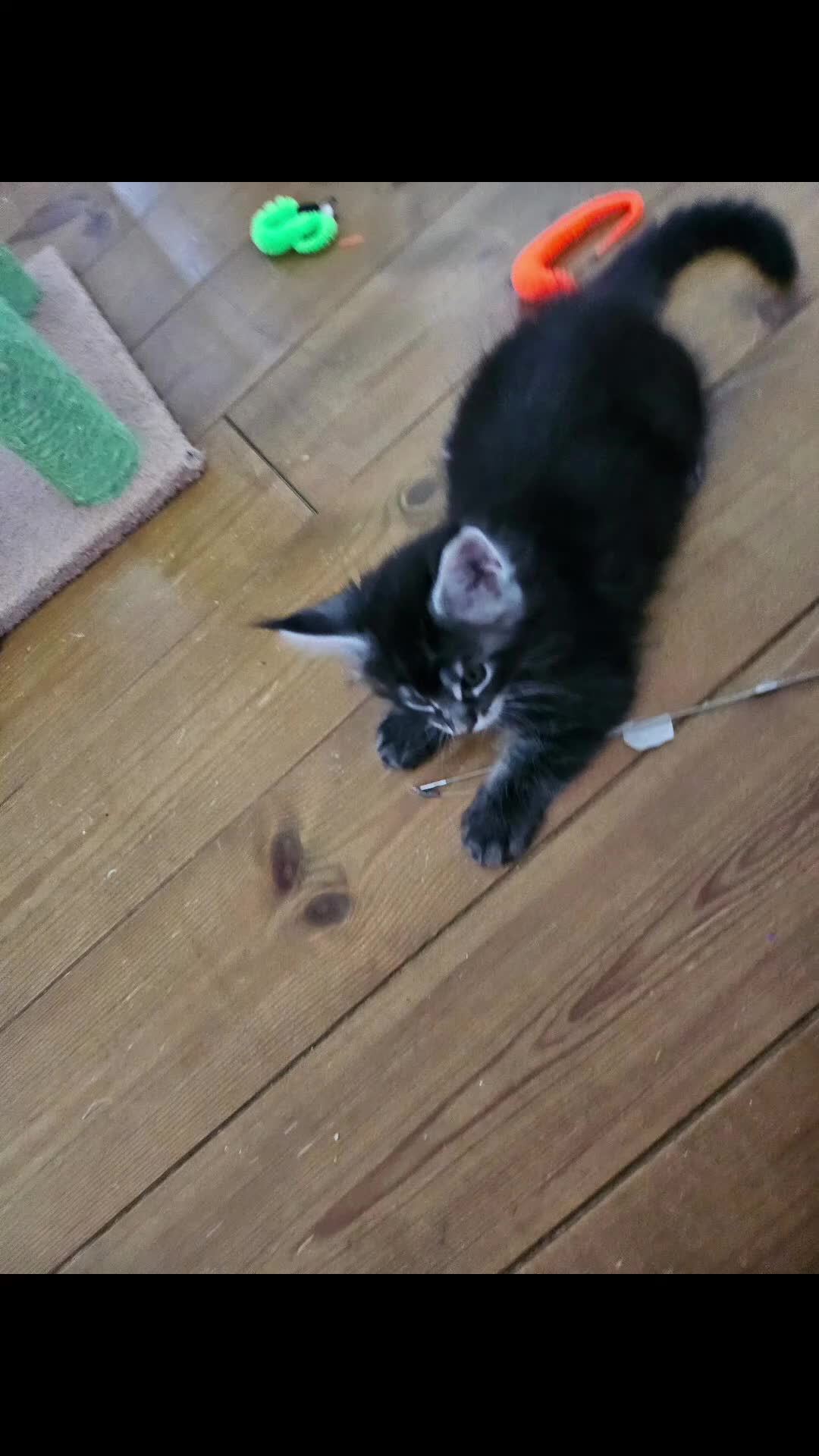 Maine Coon cats for sale: Maine Coon Kittens – GCCF Registered  Boys - Video 1
