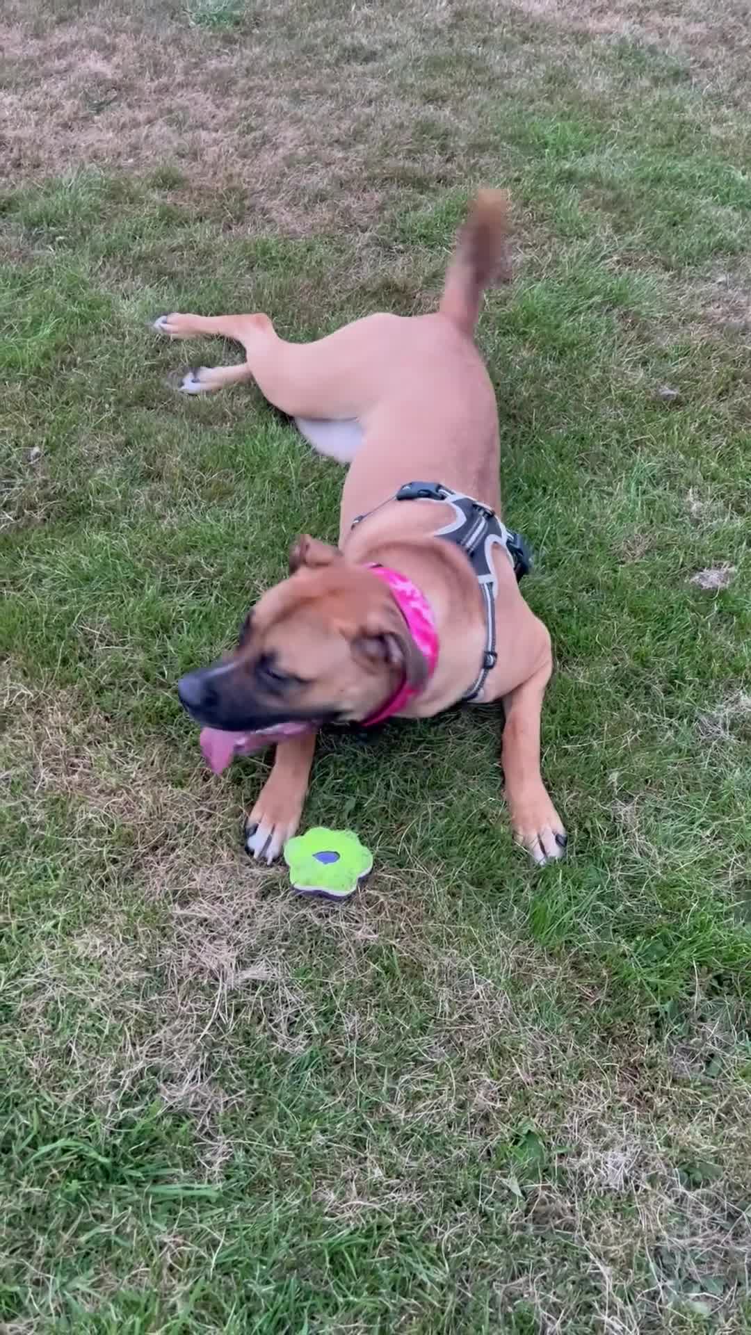 Bullmastiff dogs for sale: URGENT HOME NEEDED!!! - Video 1