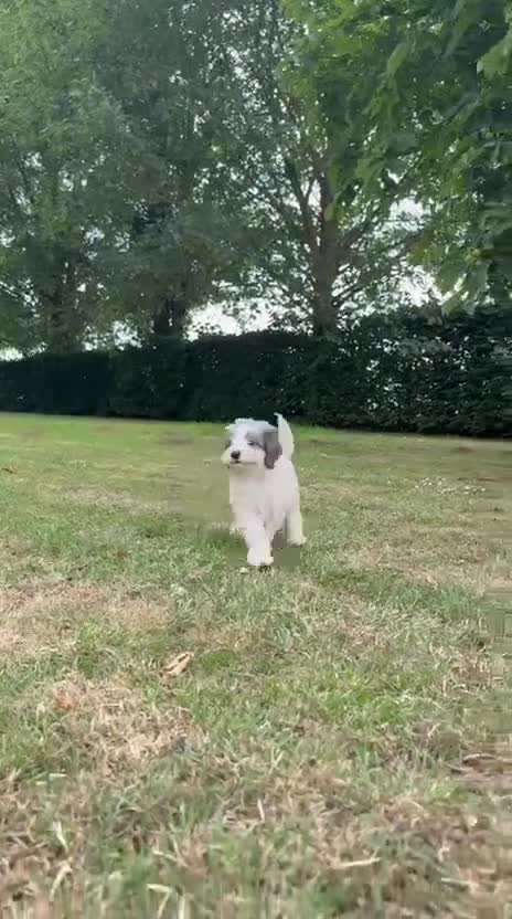 Cavapoo dogs for sale: F2 Cavapoo puppies - Video 2