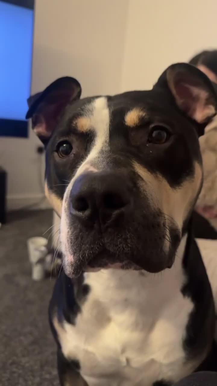 Mixed Breed dogs for sale: Beautiful boy needing new home asap - Video 1