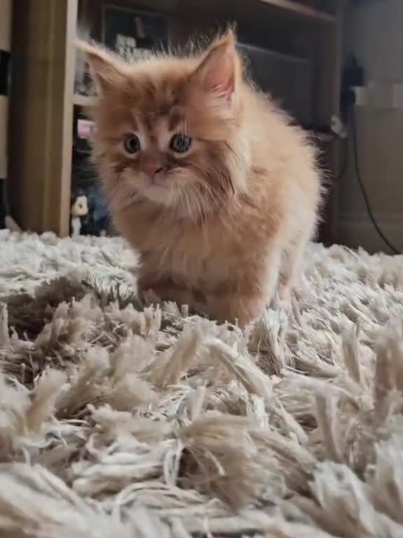 Maine Coon cats for sale: XXL Champion Line Maine Coons – Rare, Very Fluffy! - Video 3