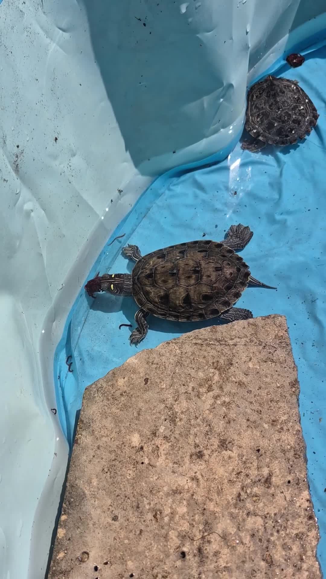 Turtle reptiles for sale: 2 Missisipi Map turtles in London - Video 1