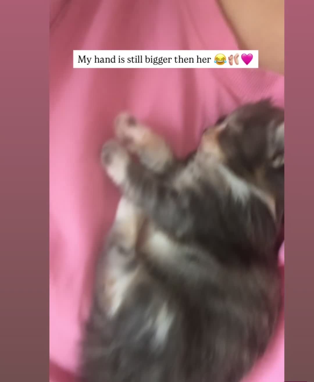 Mixed Breed cats for sale: 3 Short Haired Mixed Breed Kittens  - Video 1