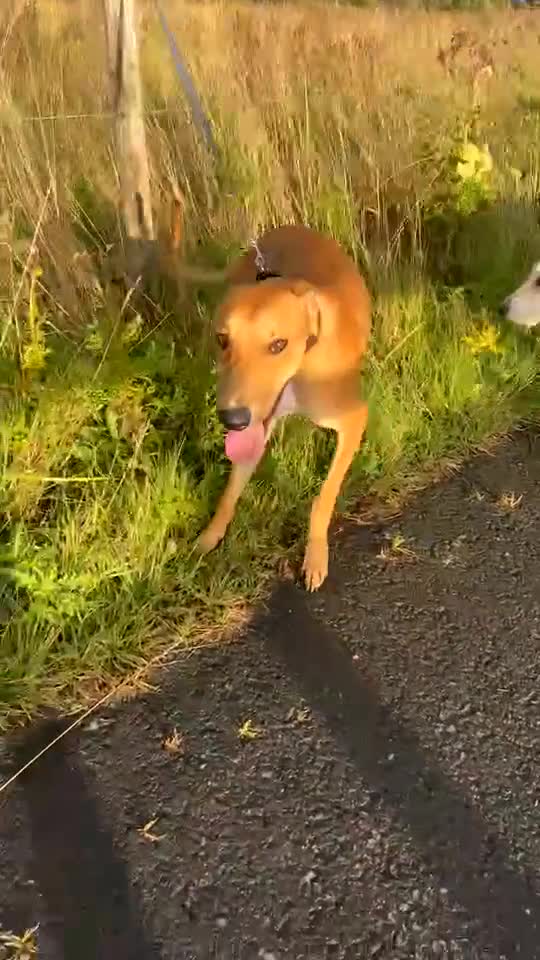 Lurcher dogs for sale: Lurcher  - Video 1
