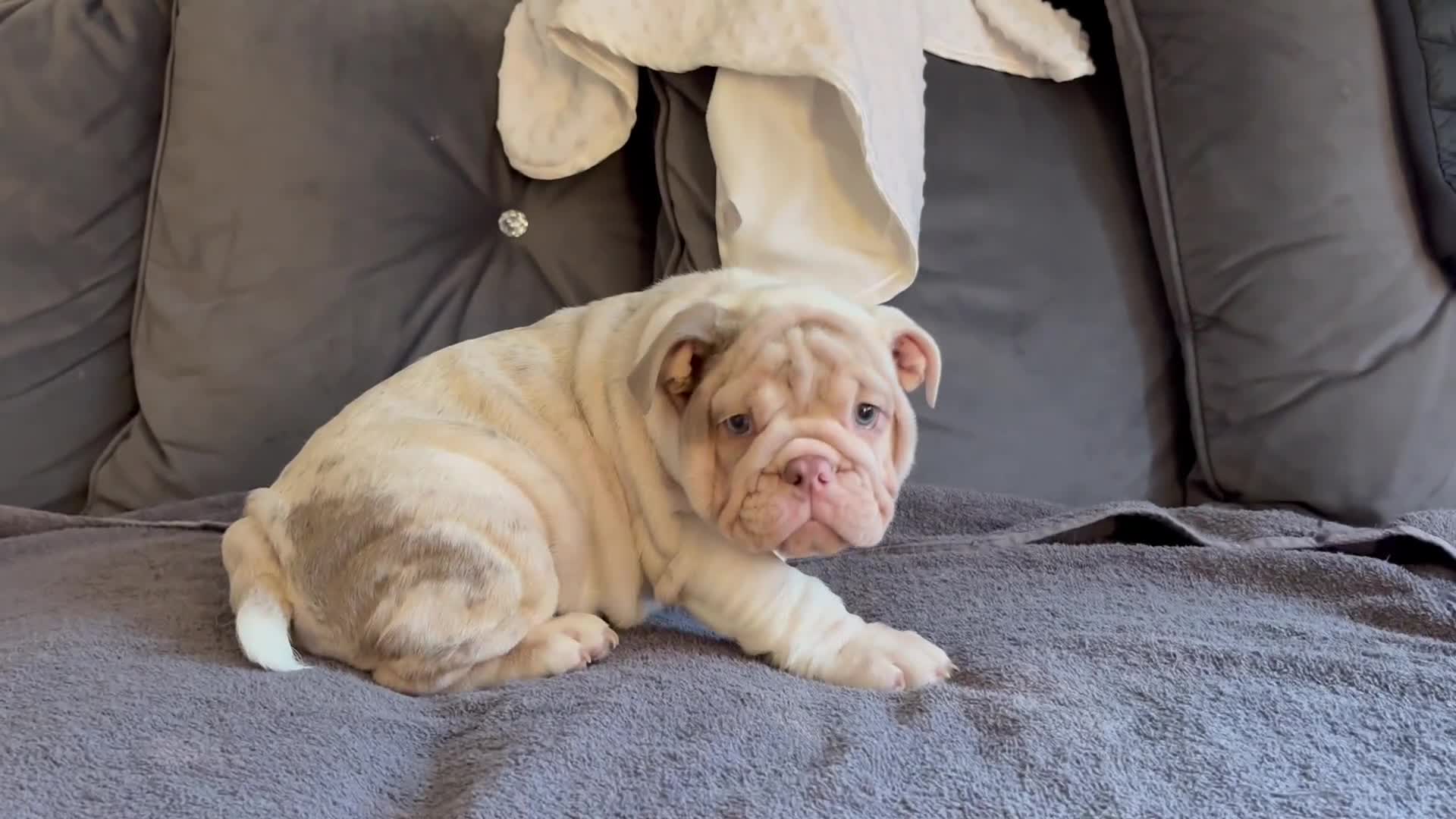 English Bulldog dogs for sale: 1mr muscle girl left reduced £2000 kc 9week old - Video 2