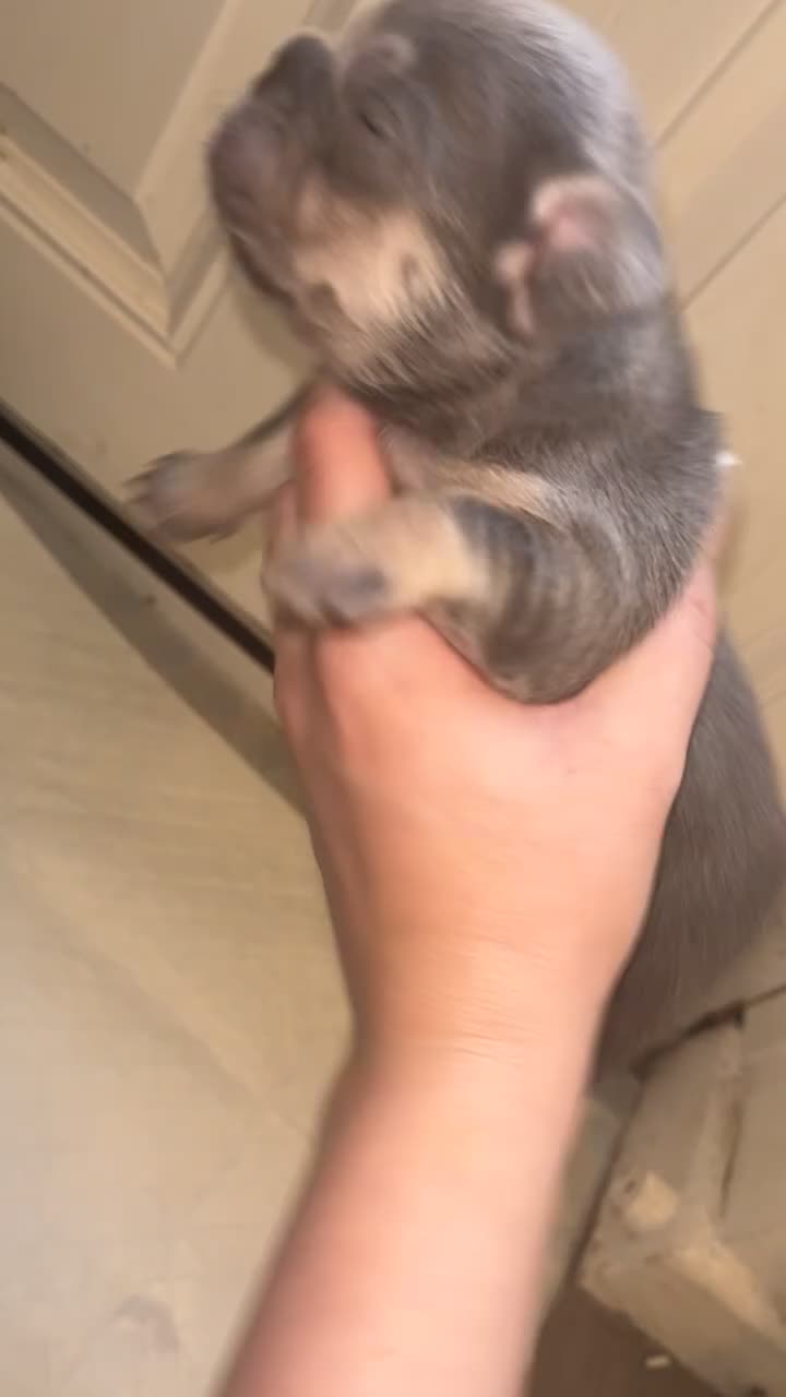 French Bulldog dogs for sale: French bulldogs  - Video 5