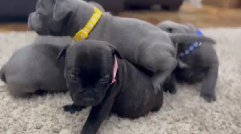 Staffordshire Bull Terrier dogs for sale: 🏅🏆 CHAMPION PLAY BOY BLUE&BLACK STAFFY PUPS - Video 5