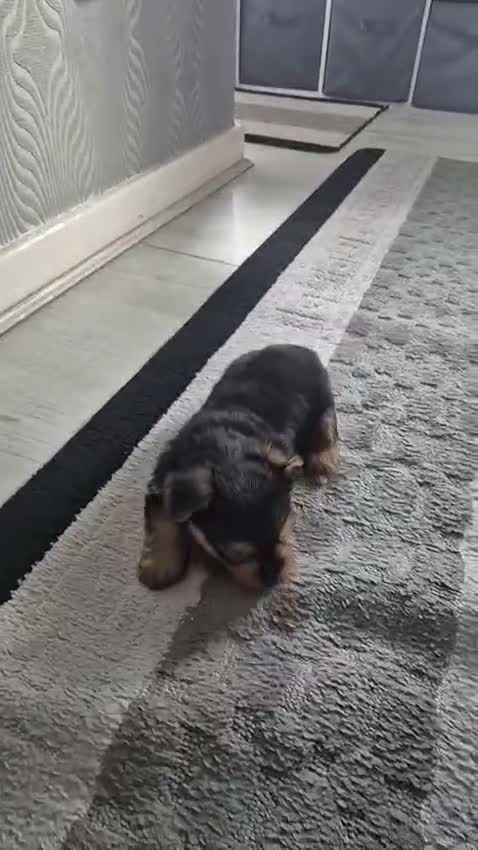 Yorkshire Terrier dogs for sale: 💙 Yorkshire Terrier Puppies 💙 Boys left only 💙 - Video 4