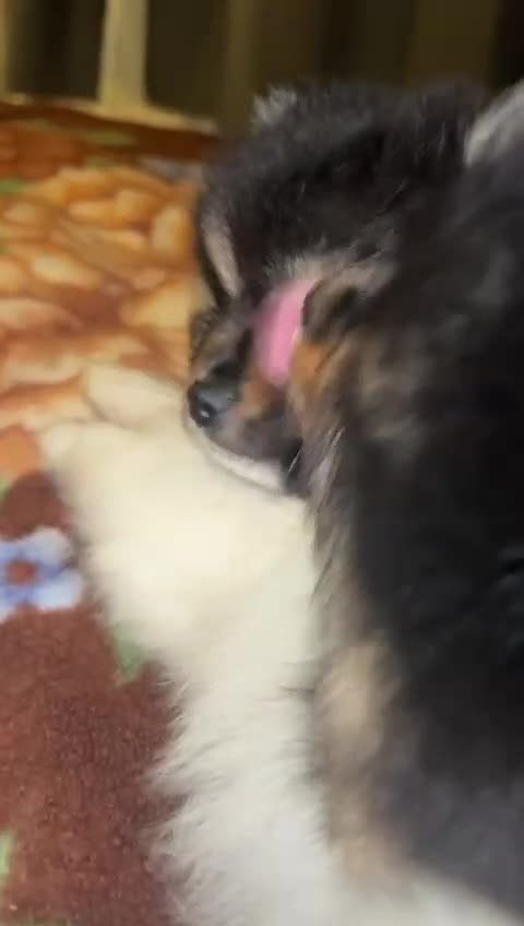 Pomeranian dogs for sale: Outstanding brother and sister pomeranin pups - Video 1