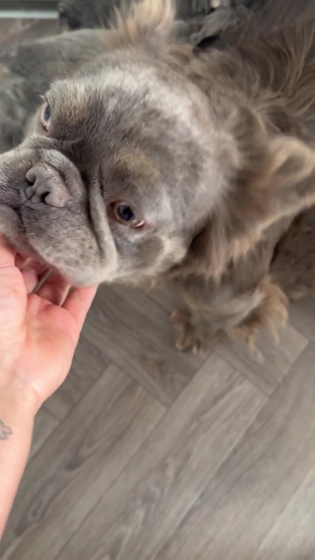 French Bulldog dogs for sale: Full fluffy French bulldogs  - Video 1
