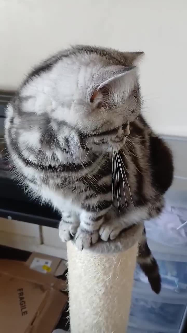 British Shorthair cats for sale: Bsh.Silver Classic Tabby.GCCF./TICA. - Video 4