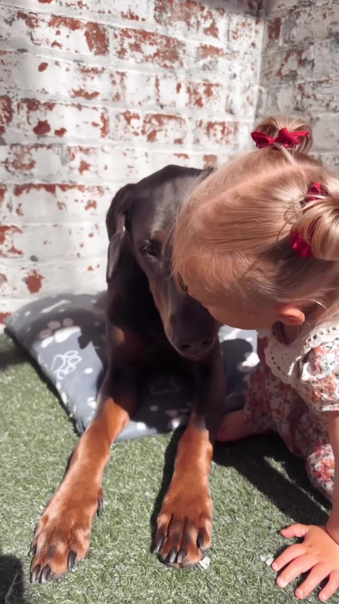 Dobermann dogs for sale: Blue Doberman girl rehome - Video 1