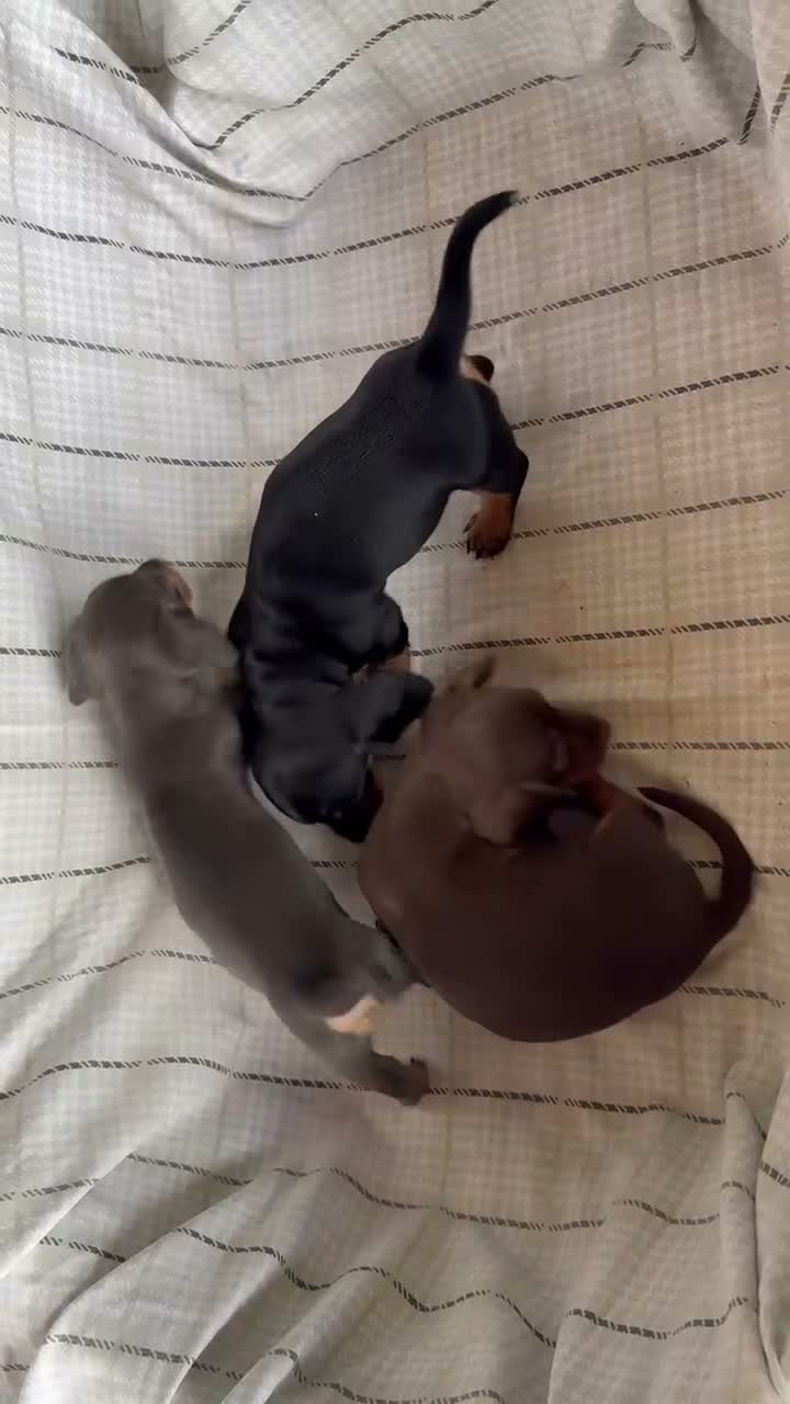 Miniature Dachshund dogs for sale: MINIATURE DACHSHUND PUPPIES  - Video 1