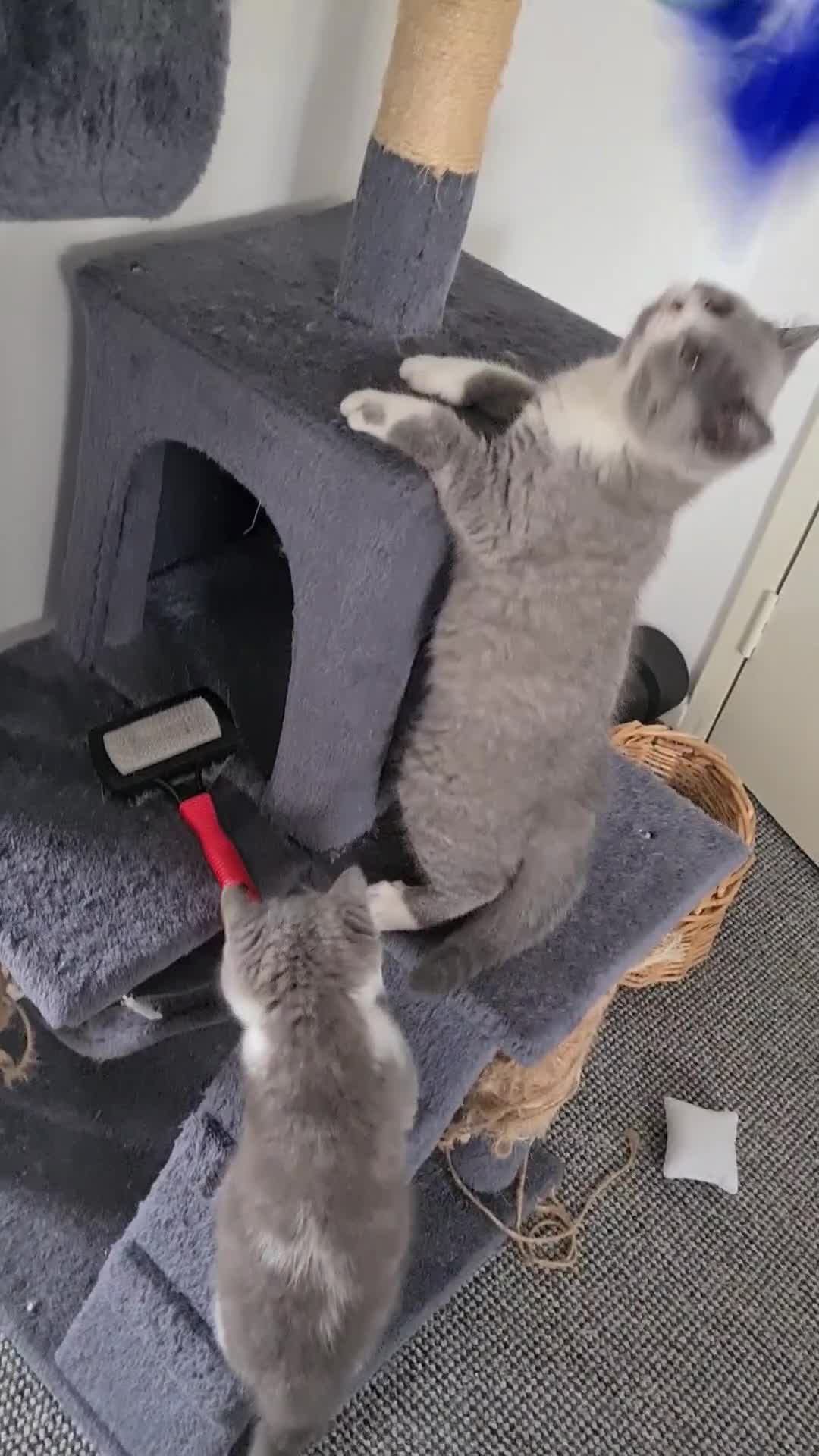 British Shorthair cats for sale: 4 PEDIGREE kittens READY TO GO! 2 LEFT - Video 4