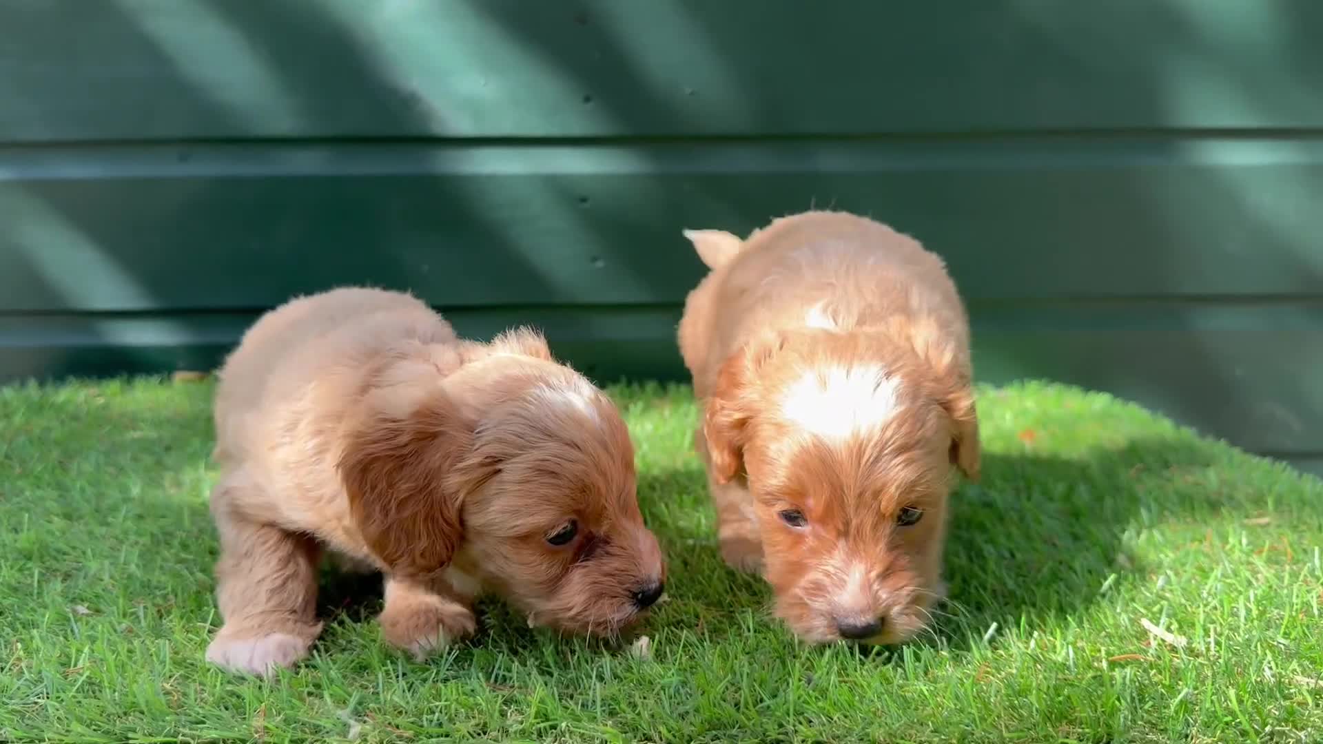 Cockapoo dogs for sale: Gorgeous Toy Cockapoo pups - Video 2