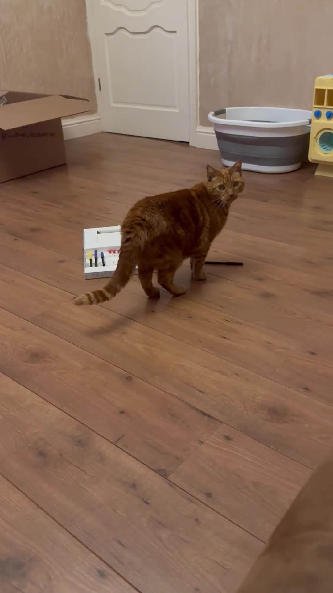 Mixed Breed cats for sale: Old boy with plenty of life left in him in Nottingham - Video 2