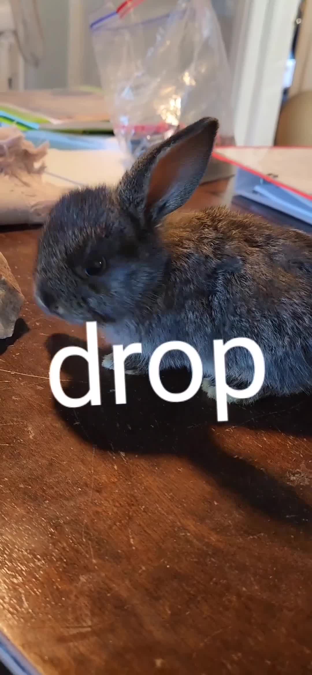 Mini Lop rabbits for sale: Baby Bunnies - very tame! in Malvern - Video 1