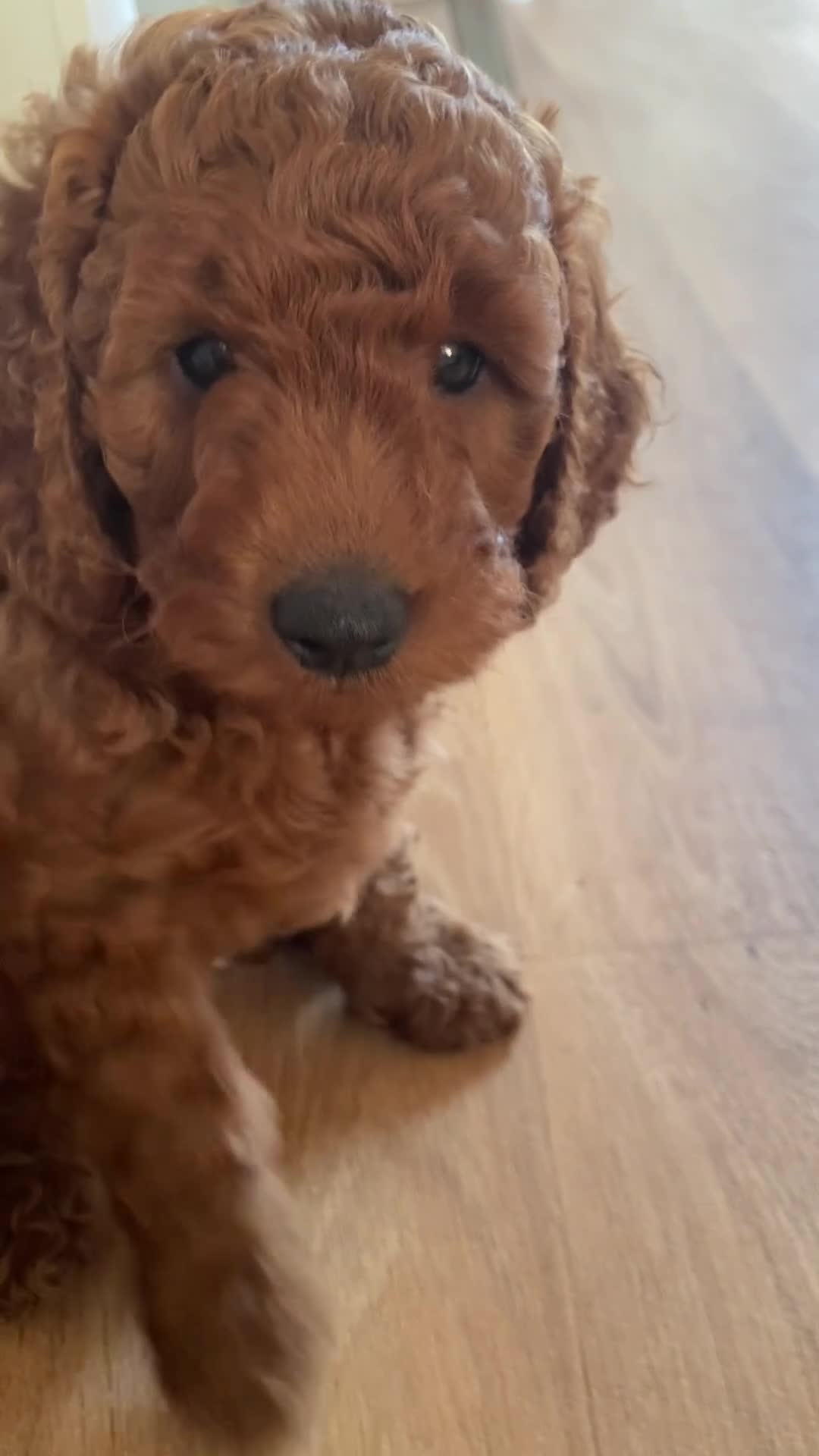 Cockapoo dogs for sale: STUNNING COCKAPOO PUPPYS EXTENSIVELY HEALTH TESTED - Video 2