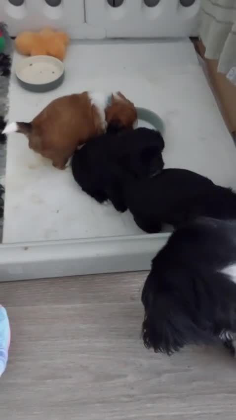 Shih Tzu dogs for sale: 3 stunning Shihtzu boys - Video 1