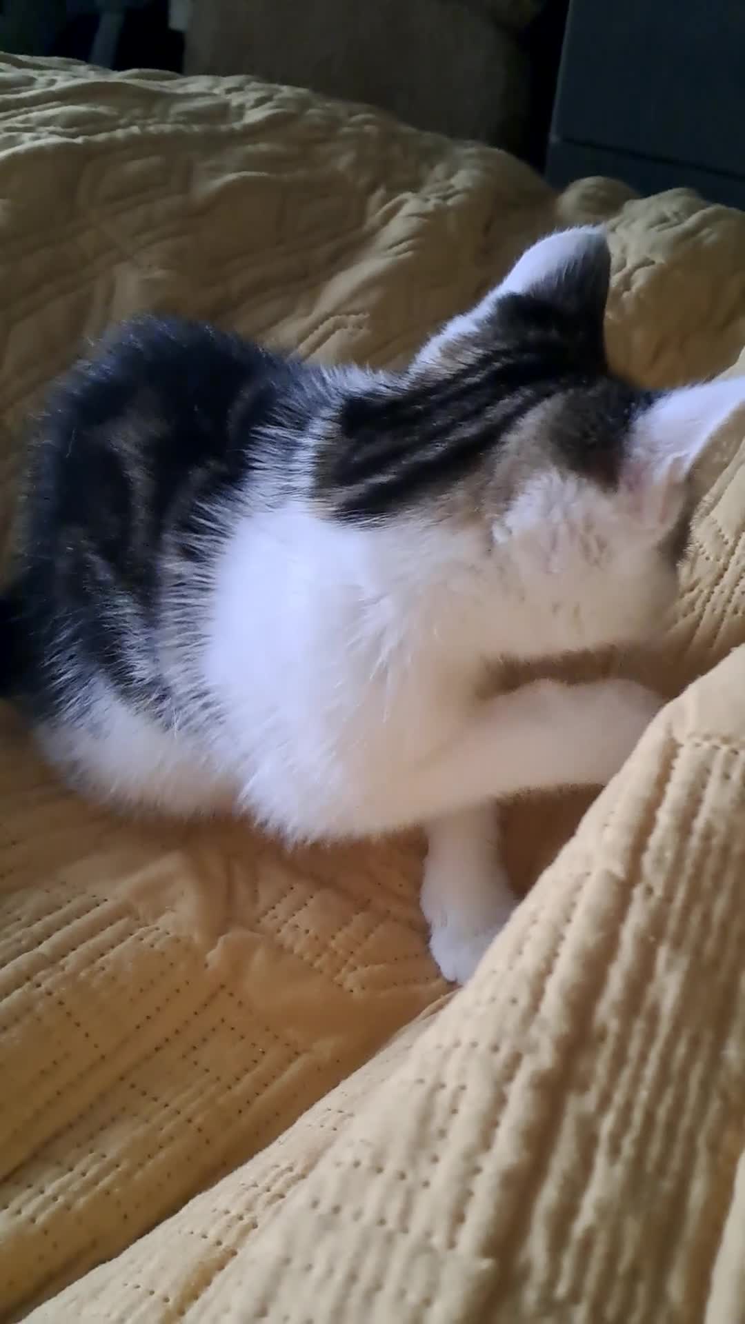 Mixed Breed cats for sale: Due to time wasters  - Video 1