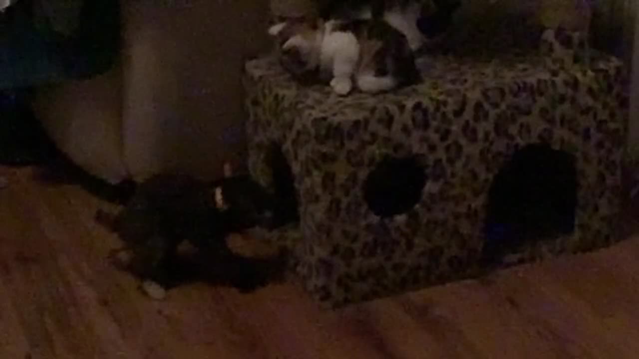 Mixed Breed cats for sale: Last female kitten wanting her forever home xx in Dagenham - Video 2