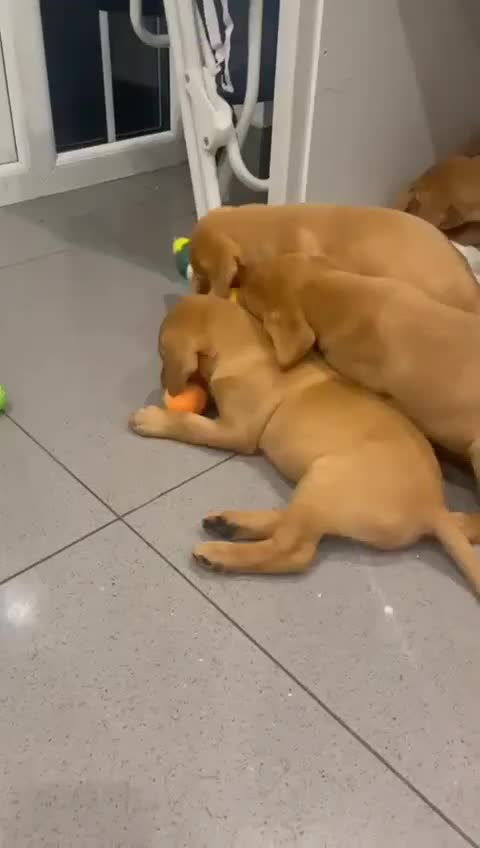 Labrador Retriever dogs for sale: Exceptional breed Labradors - Video 1