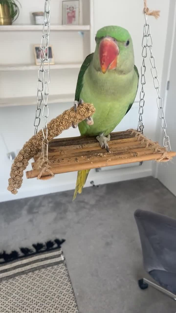 Parrots birds for sale: Alexandrine parrot  - Video 2